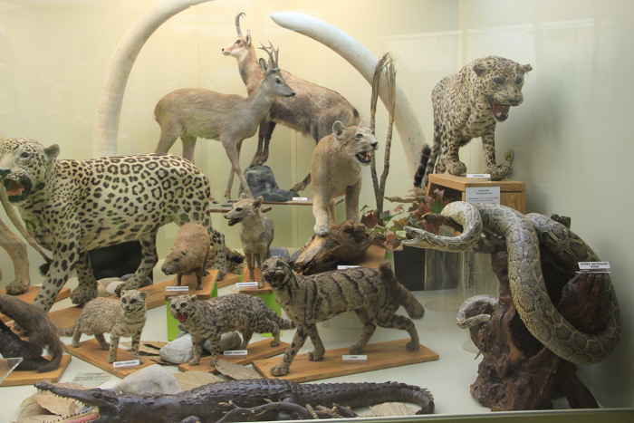 museo misionero4